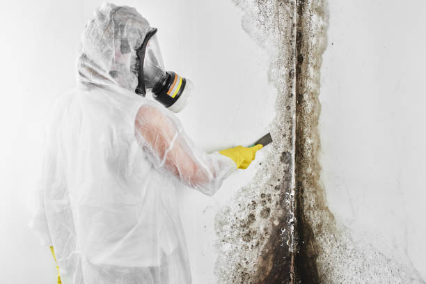 Best Black Mold Removal  in Kemah, TX