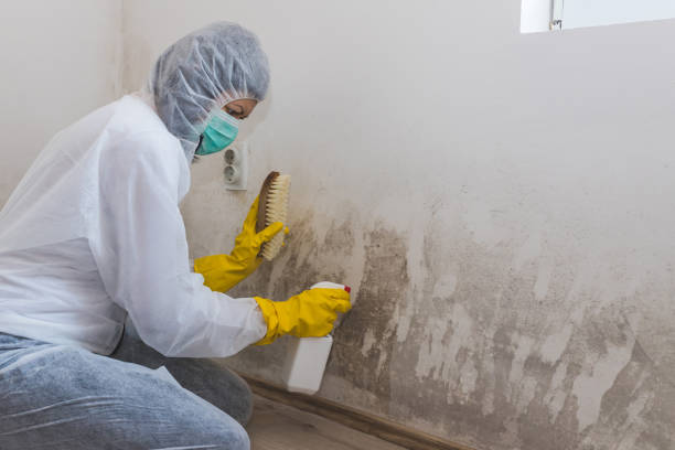 Best Attic Mold Removal  in Kemah, TX