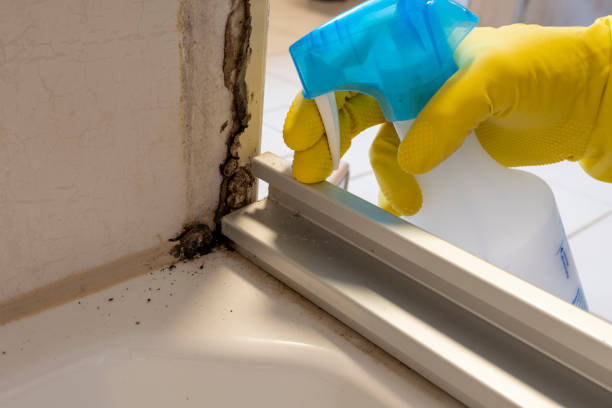 Certified Mold Removal in Kemah, TX
