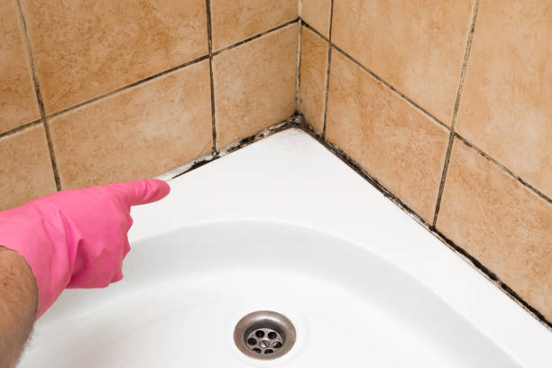 Professional Mold Removal in Kemah, TX